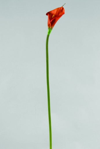 calla lily orange 