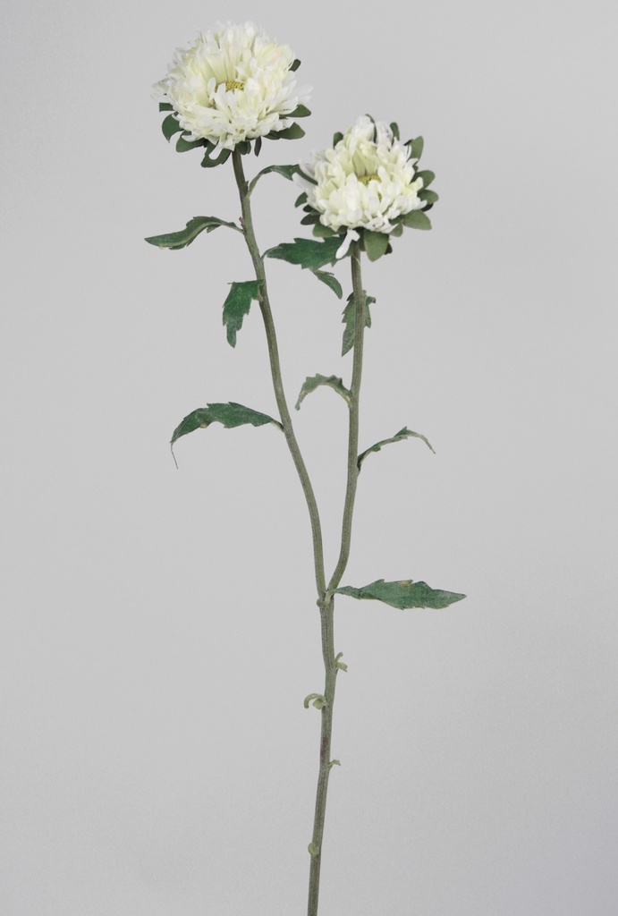 chrysanthemum cream 