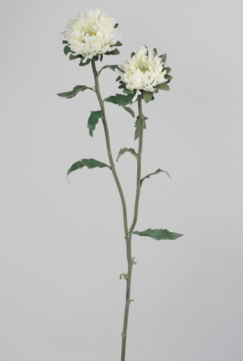 [9954] chrysanthemum cream 