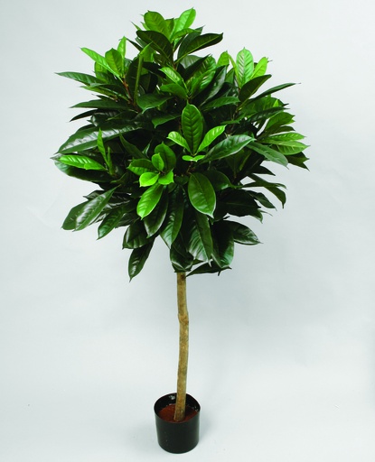 [1092-170] cyathistipula 