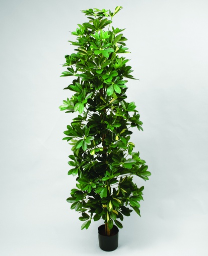 [1093-160] schefflera 
