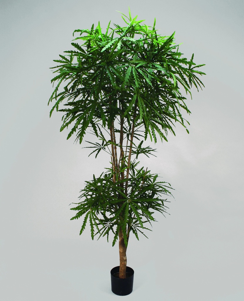 aralia 