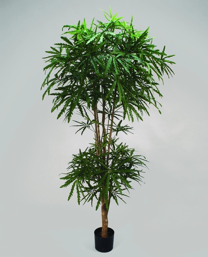 aralia 