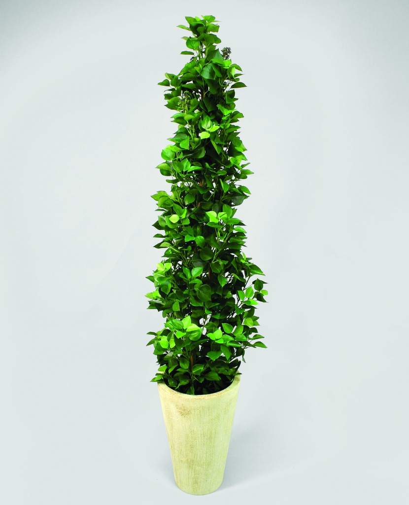 hedera ivy 