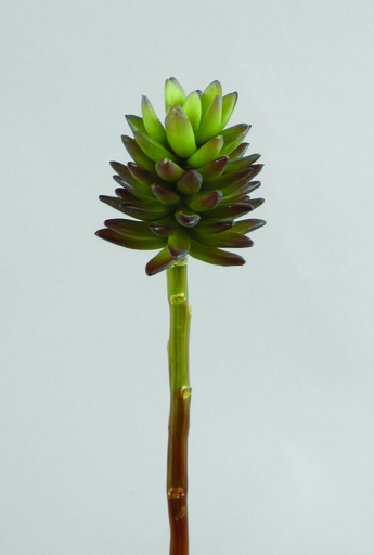 [9931] echeveria 