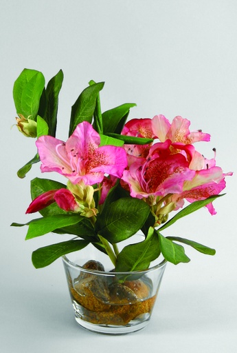 rhododendron in water 