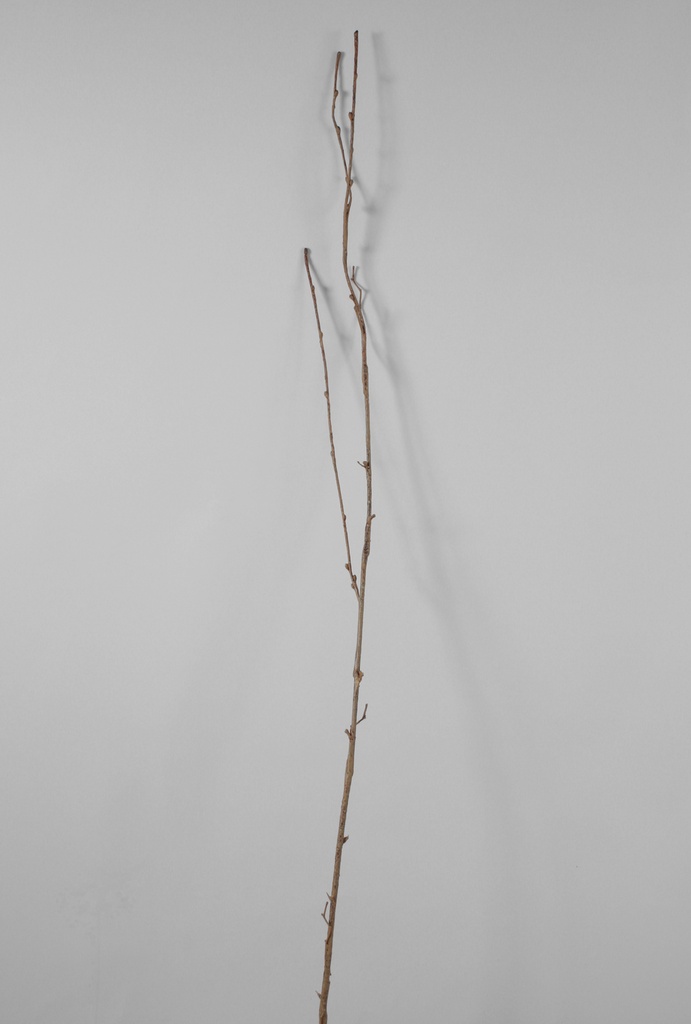 twig 