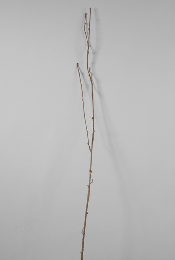 twig 