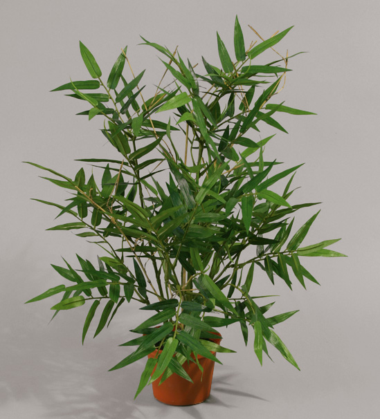 bamboo 