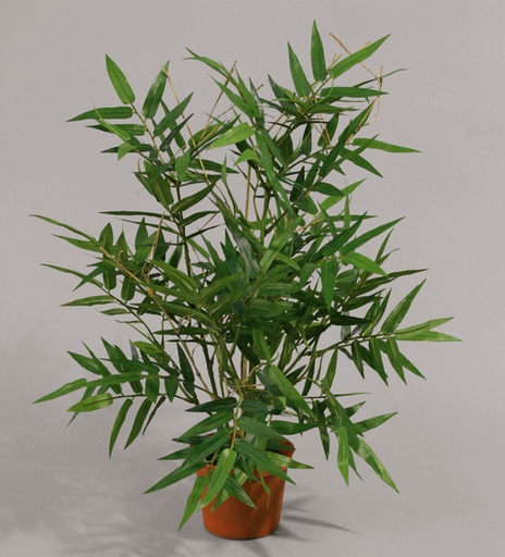 bamboo 