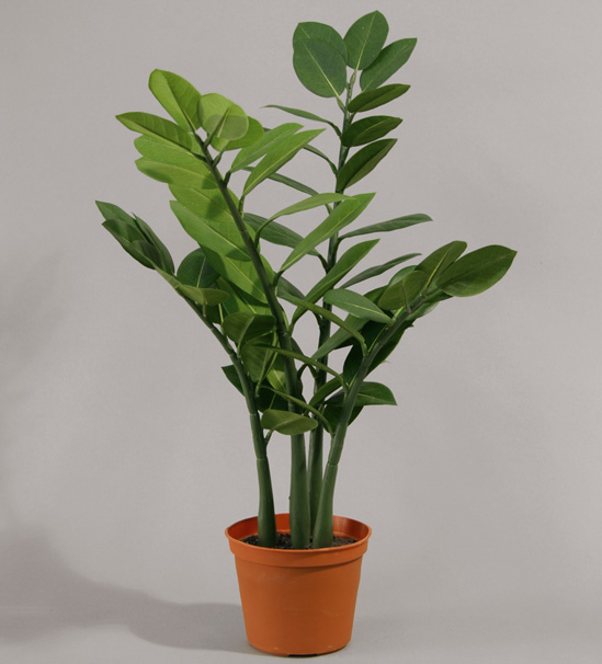 zamifolia 