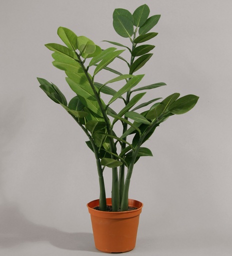 zamifolia 