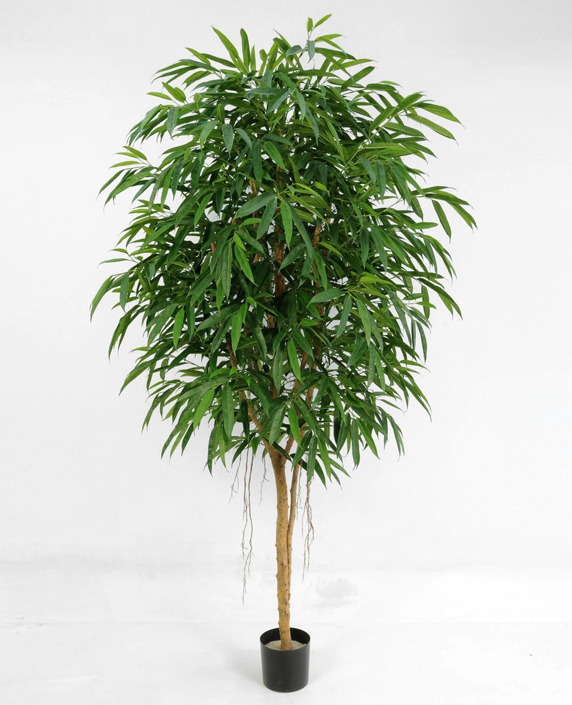 Longifolia 