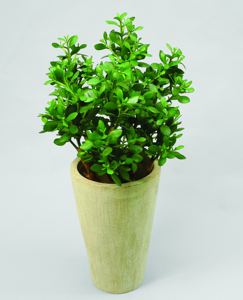 Crassula 