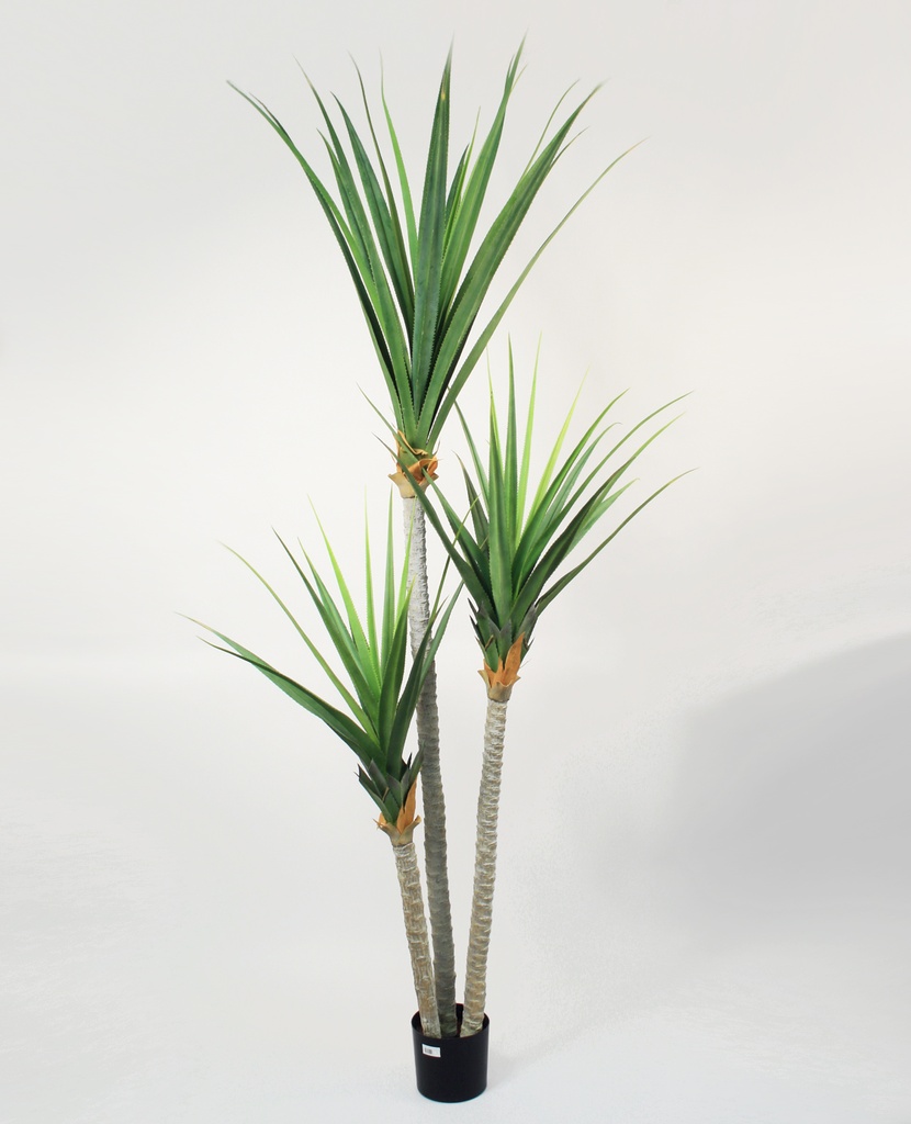 pandanus 