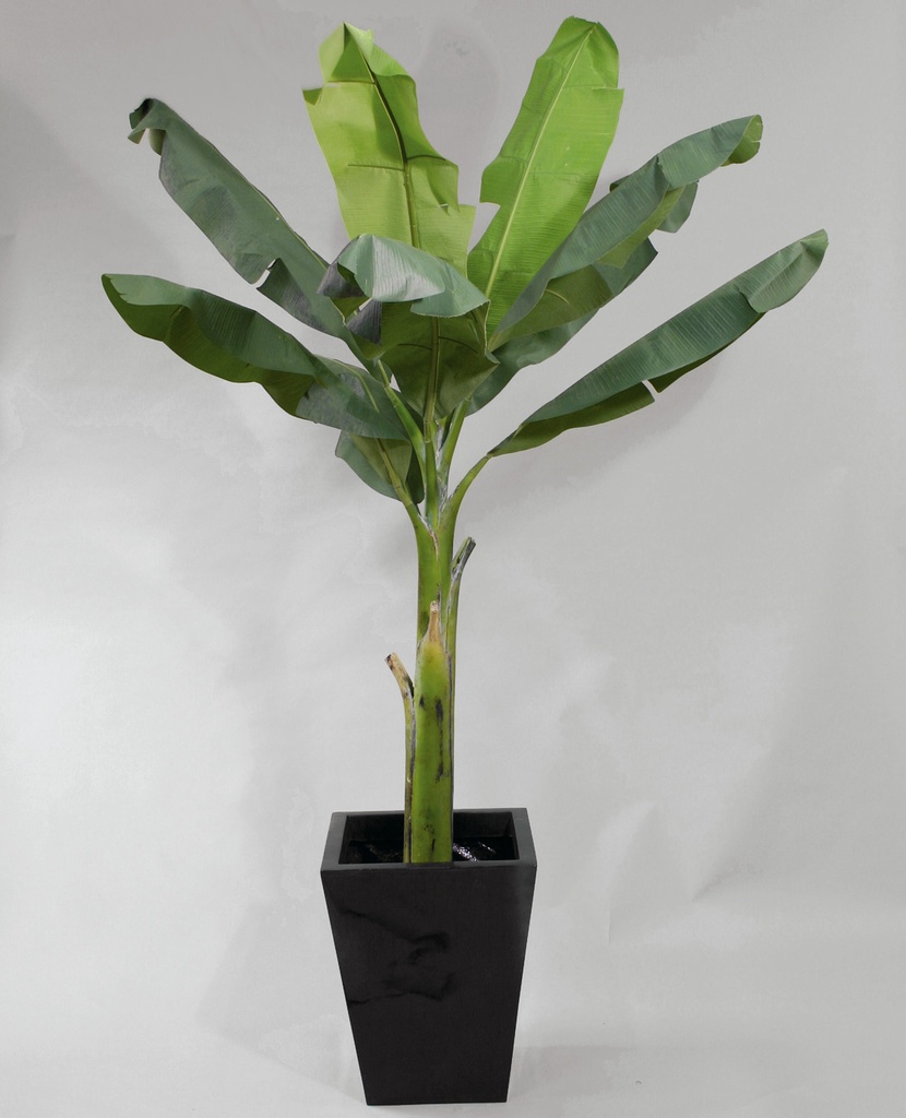 banana palm 