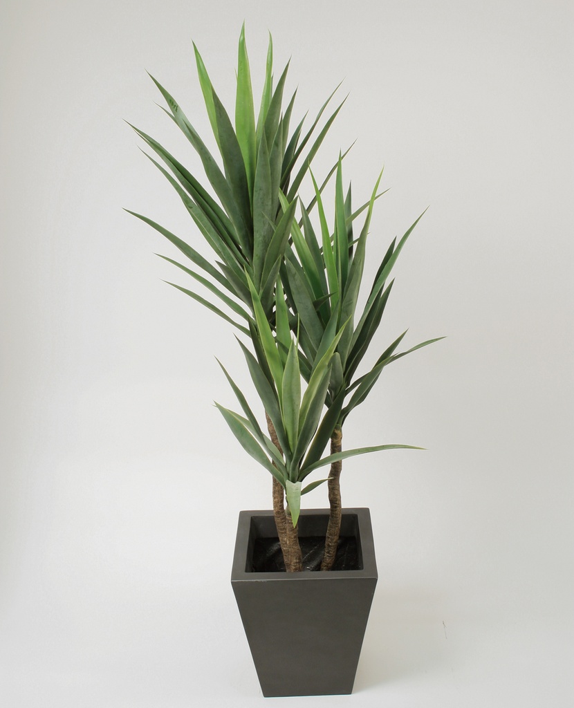 yucca 
