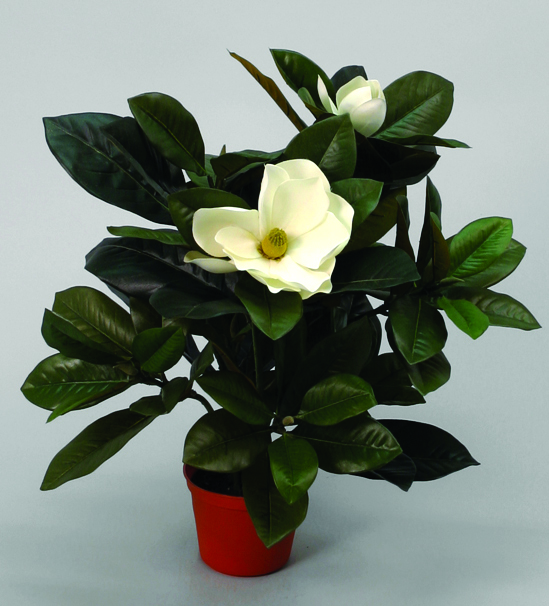 magnolia cream 