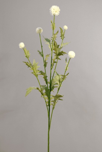 [464a] thistle cream 