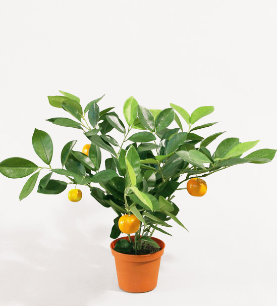 citrus 