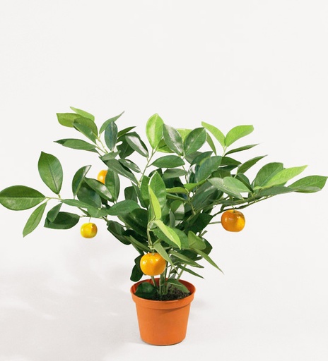 [801-1] citrus 