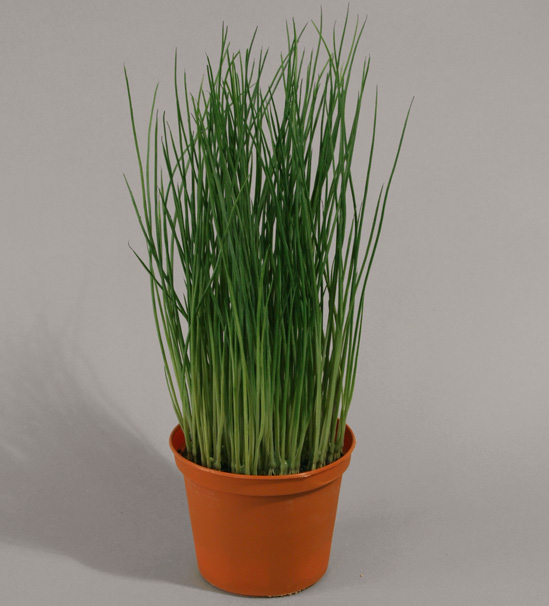 grass in pot 