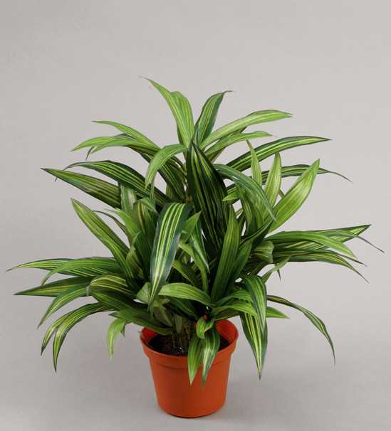 Dracaena 