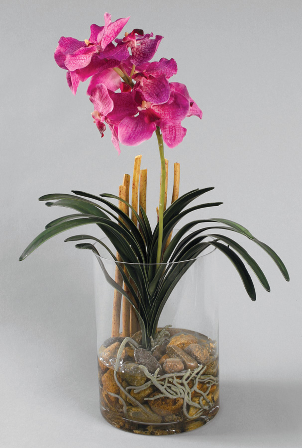 wanda orchid in water 