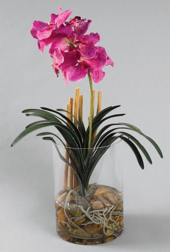 [885-1] wanda orchid in water 