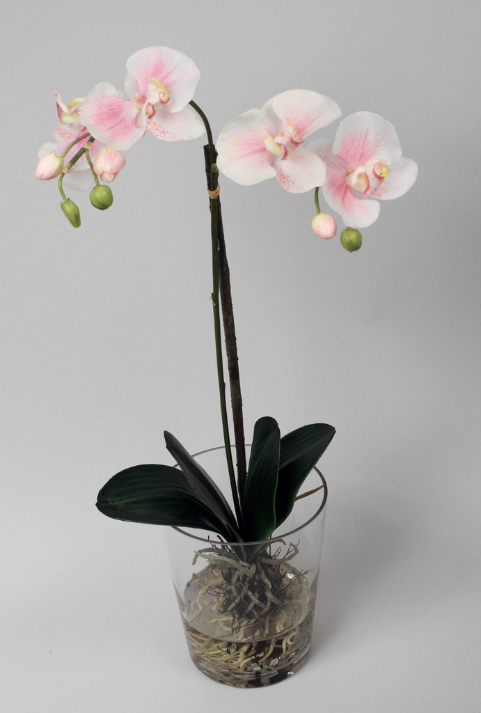 phalaenopsis in water 
