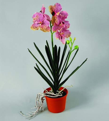 [890-1-05] wanda orchid 