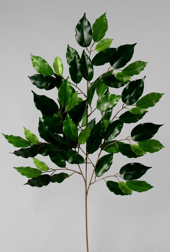 [89i] ficus spray 