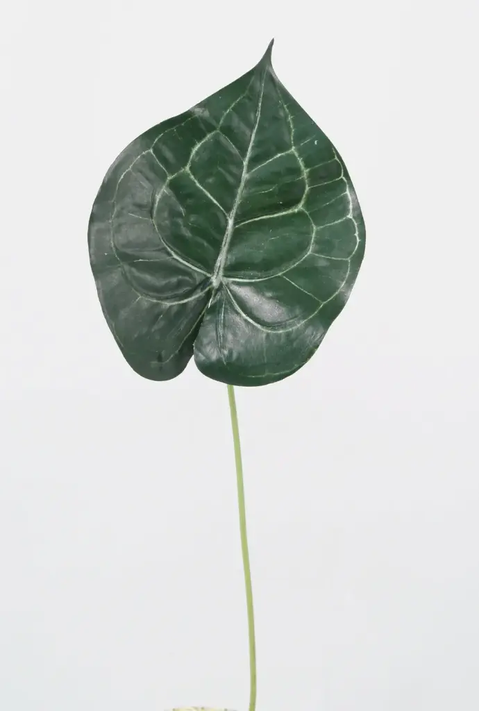 anthurium leaf 