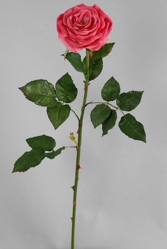 [6609] rose beauty 