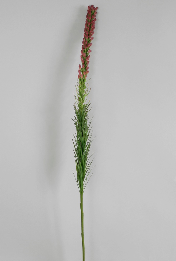 liatris 
