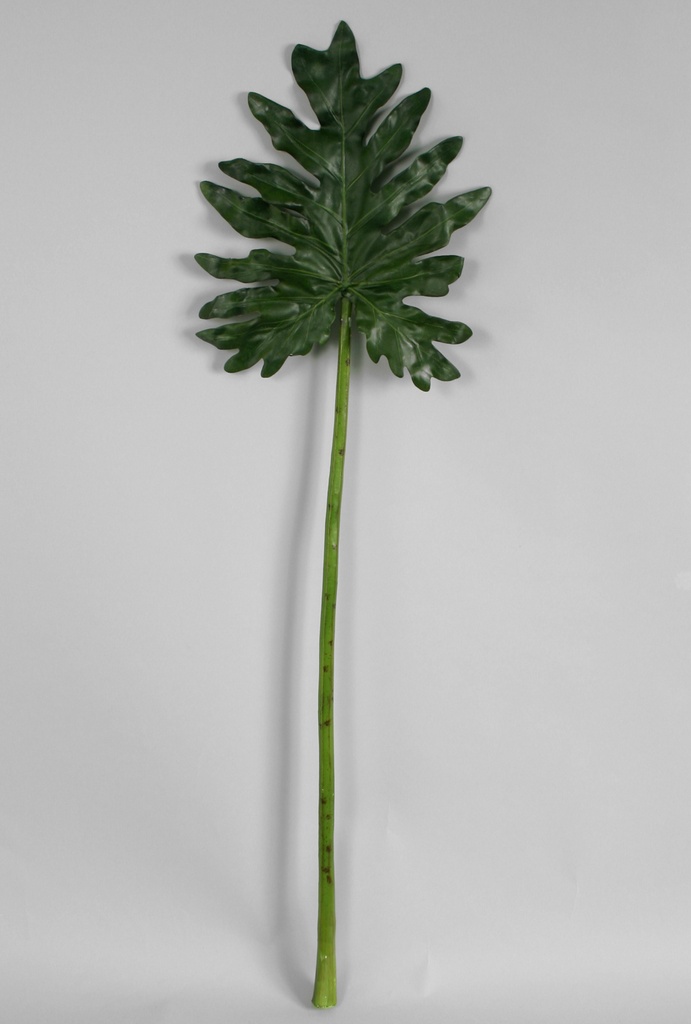 philodendron leaf 
