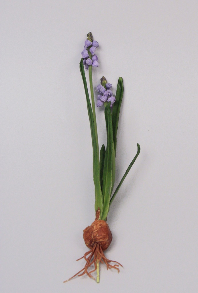 muscari bulb & wire 