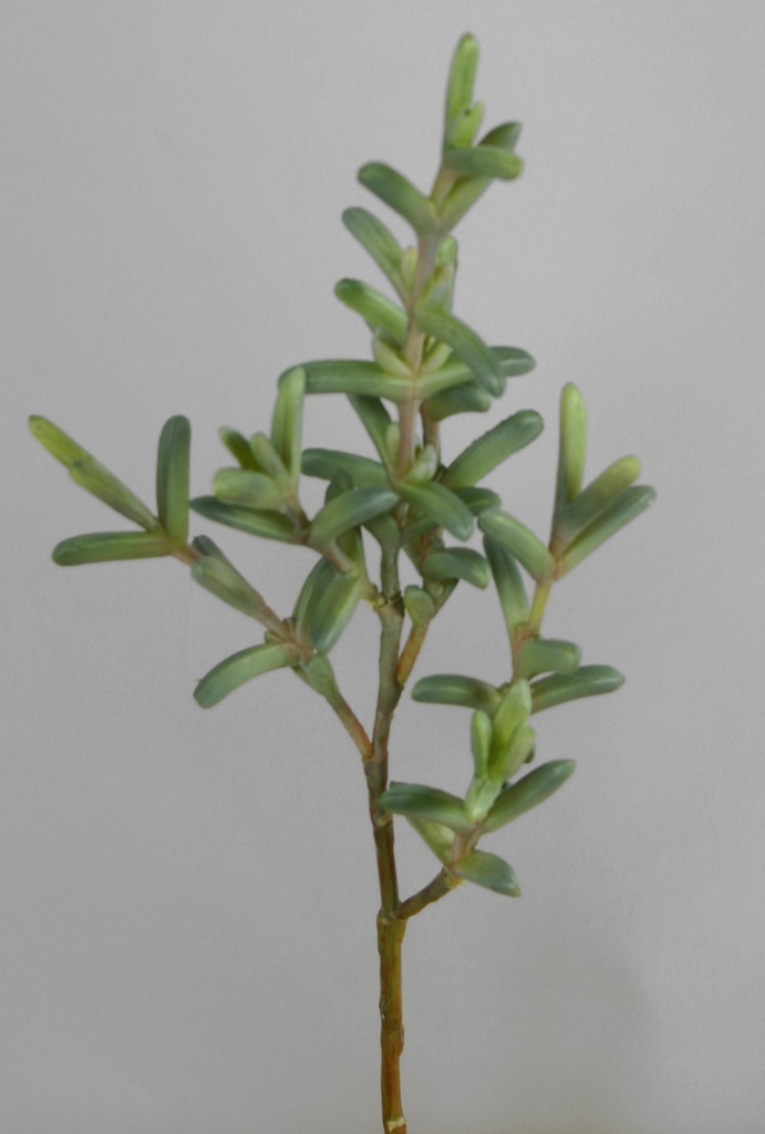succulent 