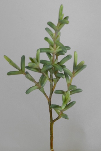[6627] succulent 