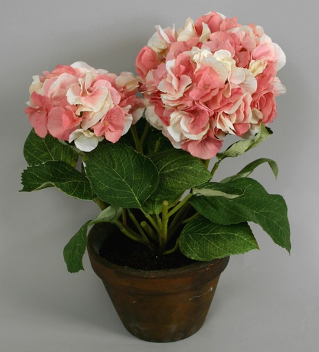 [6656] hydrangea in pot pink cream 