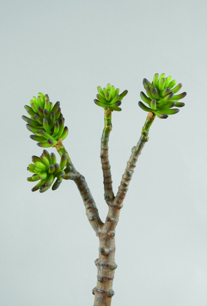 succulent 
