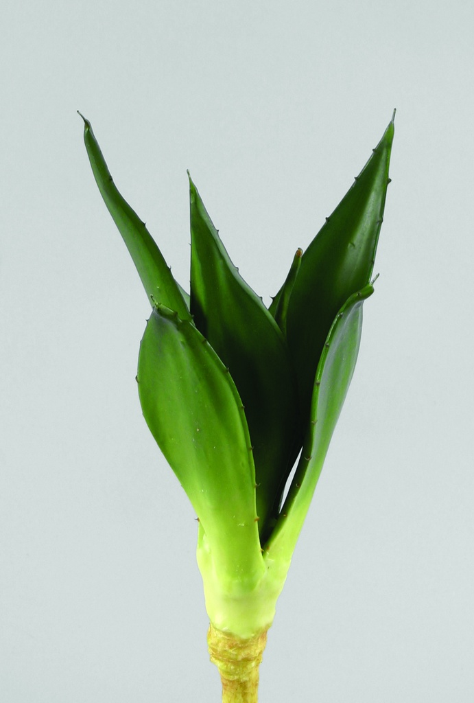 agave 