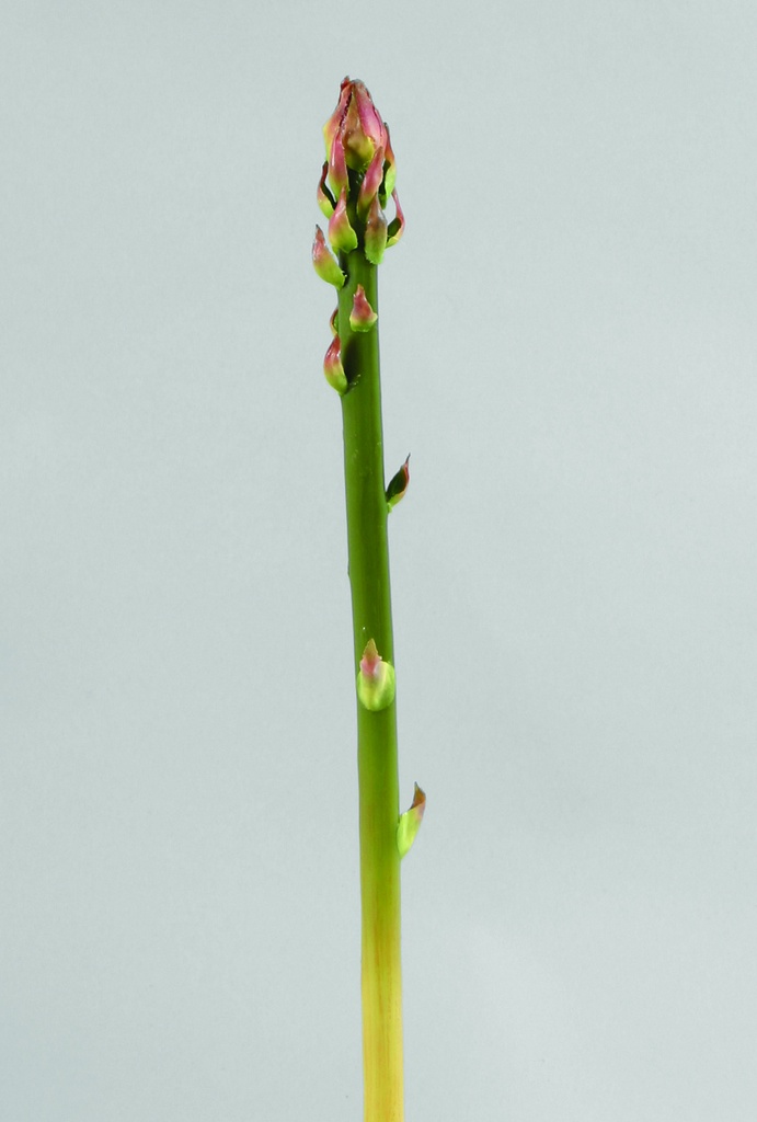 asparagus 