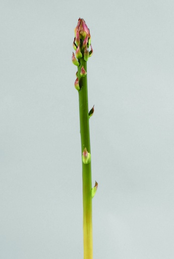 asparagus 