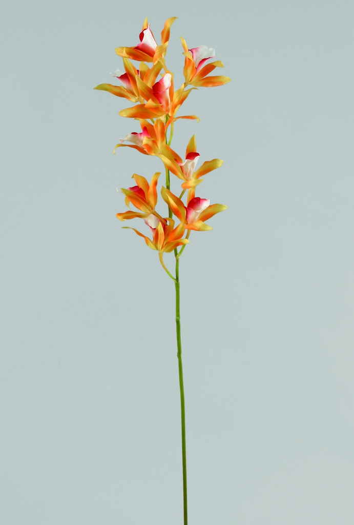 Orchid hybrid 