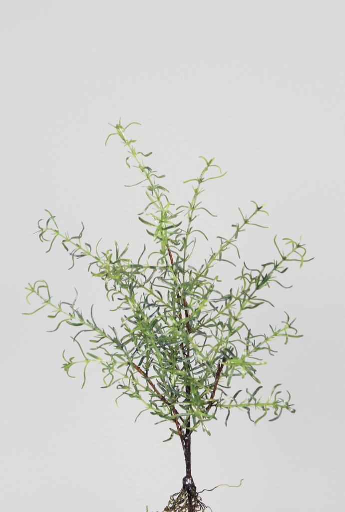 rosemary with roots 
