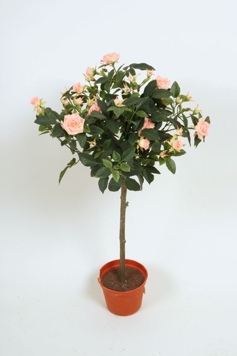 Rose Tree