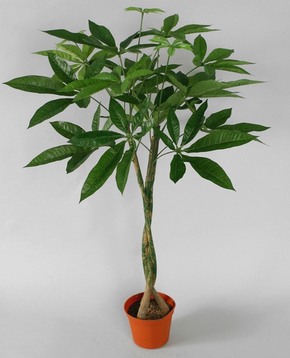 [905-1] pachira 