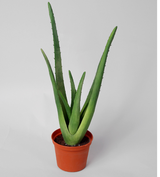 aloe plant 