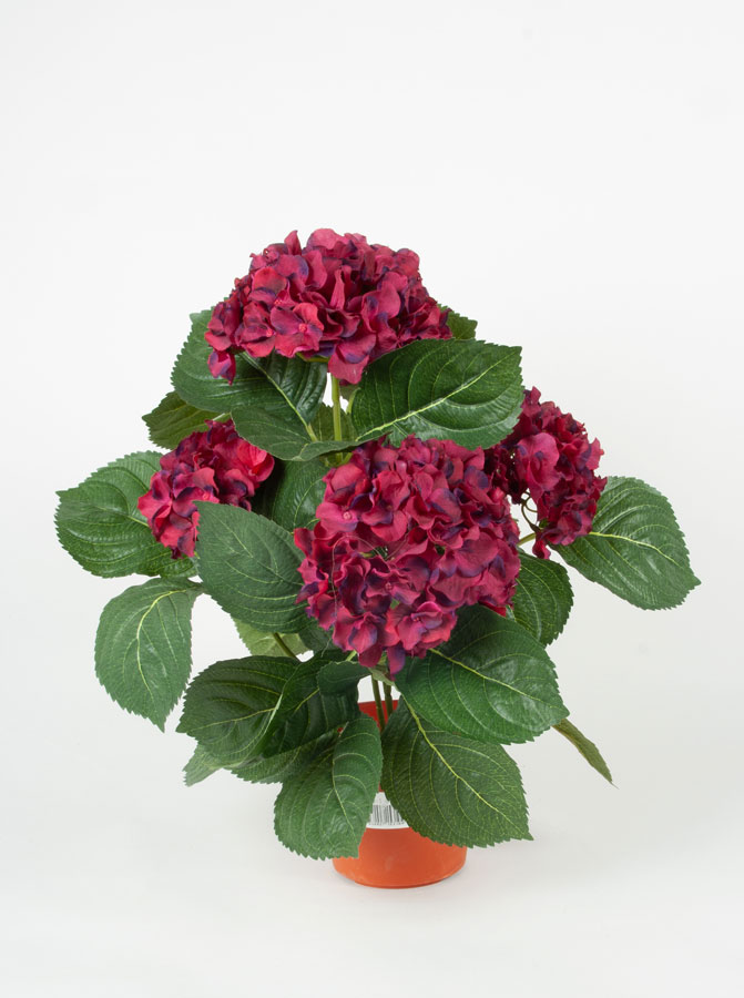 Hydrangea